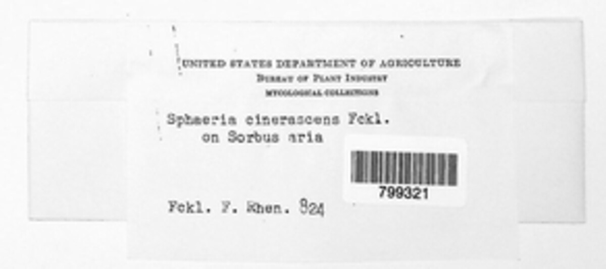 Venturia inaequalis image
